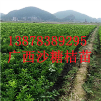云南砂糖桔苗供应，广西果苗