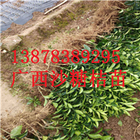 云南砂糖桔苗供应，荔浦砂糖桔