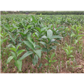 沃柑果苗/桂林沃柑果苗/桂林沃柑果苗基地 