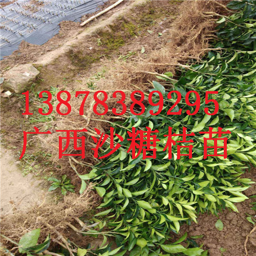 云南砂糖桔苗供应，荔浦砂糖桔