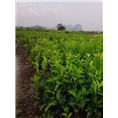 广西茂谷柑|供应茂谷柑苗|桂林茂谷柑基地 