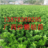 云南砂糖桔苗供应，桂林砂糖桔基地