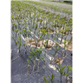 供应沃柑苗/广西沃柑苗/广西沃柑苗基地 