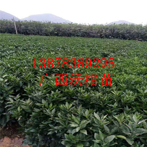 广西沃柑苗，桂林沃柑苗，云南沃柑苗