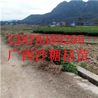 广西砂糖桔苗基地，桂林果苗供应