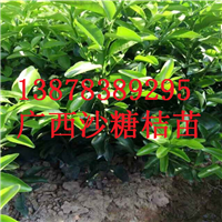 云南砂糖桔苗基地，荔浦砂糖桔