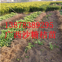 贵州果苗批发基地，贵州砂糖桔