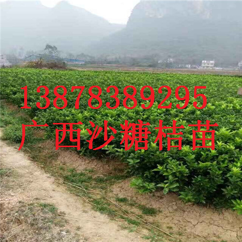 供应云南砂糖桔苗，桂林砂糖桔