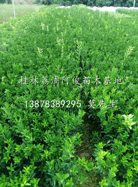 哪里有南丰蜜桔苗卖@广西南丰蜜桔苗价格@广西荔浦南丰蜜桔苗基地 