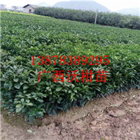 四川沃柑苗，贵州沃柑苗，荔浦沃柑苗