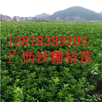 广西砂糖桔苗，荔浦砂糖桔苗供应