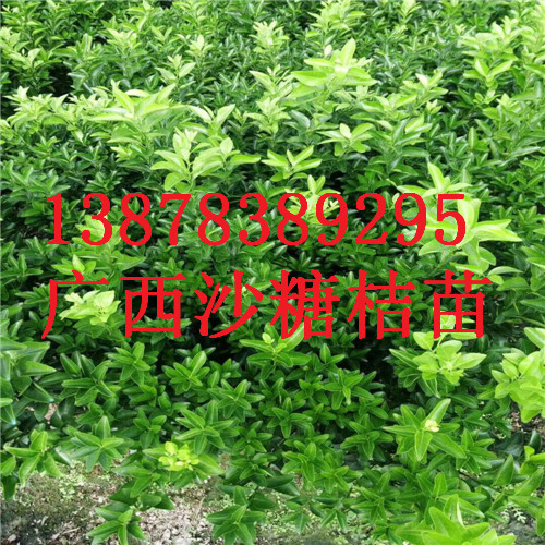 贵州砂糖桔苗基地，砂糖桔供应