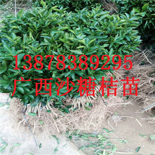 荔浦砂糖桔苗批发，广西砂糖桔