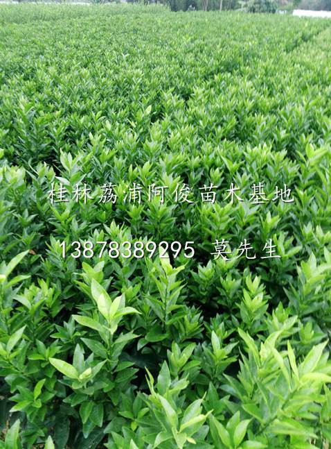 广西沃柑苗┃广西桂林沃柑苗┃广西荔浦沃柑苗今年价格 