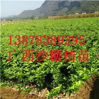 桂林果苗场，广西砂糖桔