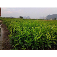 广西沃柑苗出售/哪里有沃柑苗/荔浦沃柑苗 