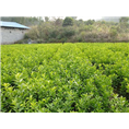 广西桂林荔浦县沙糖桔小苗种植基地 