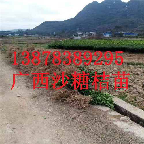 广西砂糖桔苗基地，桂林果苗供应