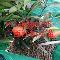 广西砂糖桔苗，广西沙糖桔苗供应