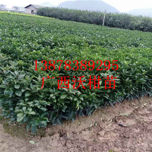 四川沃柑苗，贵州沃柑苗，荔浦沃柑苗