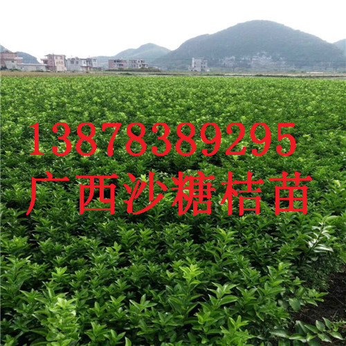 广西砂糖桔苗，荔浦砂糖桔苗供应