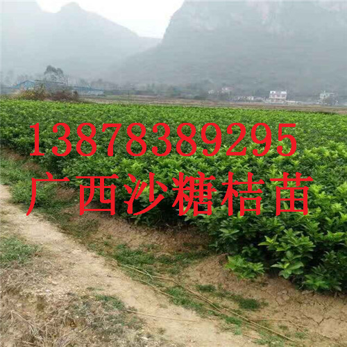 桂林砂糖桔苗批发基地，供应砂糖桔