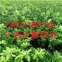广西荔浦砂糖桔，广西砂糖桔苗基地