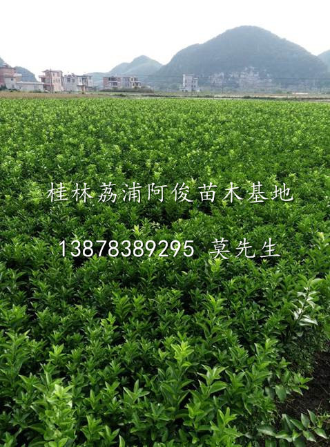 出售无菌沙糖桔果苗|广西沙糖桔苗批发|广西桂林沙糖桔苗供应商 