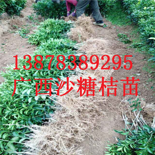 桂林砂糖桔苗批发，贵州砂糖桔供应