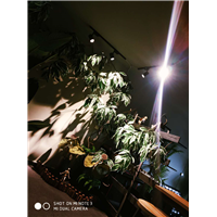 绵阳纹身19 
