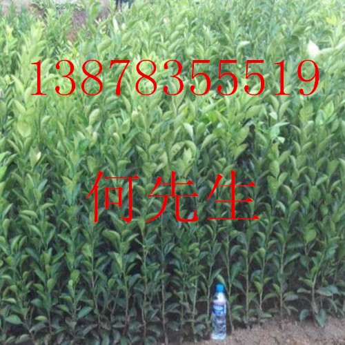 广西黄金柑苗|桂林黄金柑苗|供应黄金柑苗 