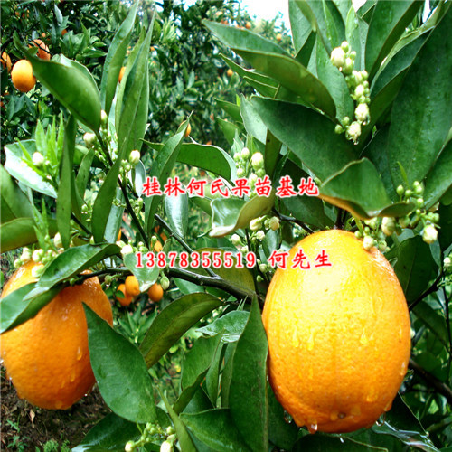 广东夏橙苗，广东夏橙苗价格，广东果苗