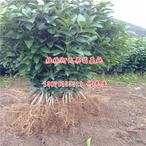 钦州砂糖桔苗价格，灵山砂糖桔苗