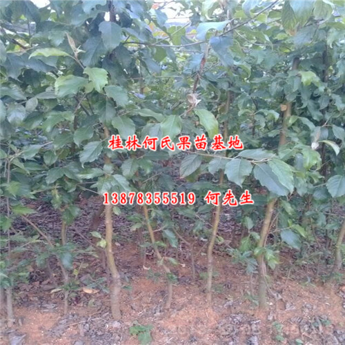 广东大果山楂苗批发/中山大果山楂苗