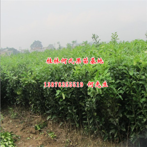 南宁红心蜜柚苗基地，南宁红心蜜柚苗批发