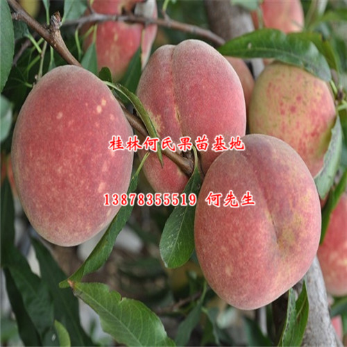 玉林极早美脆桃苗|梧州极早美脆桃苗价格