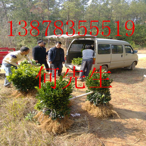 钦州皇帝柑苗-灵山皇帝柑苗-广西果苗 