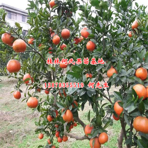 广东w.默科特苗价格、广东果苗基地