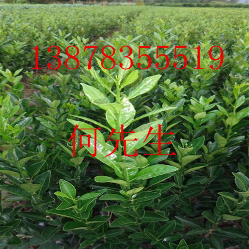 广西w.默科特苗-桂林w.默科特苗价格 