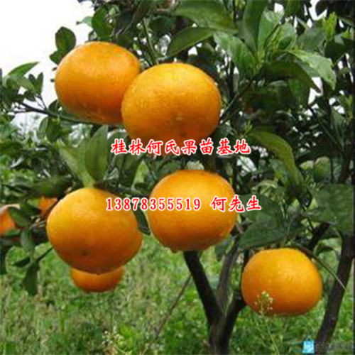 出售茂谷柑苗；柳州茂谷柑苗；荔浦茂谷柑苗