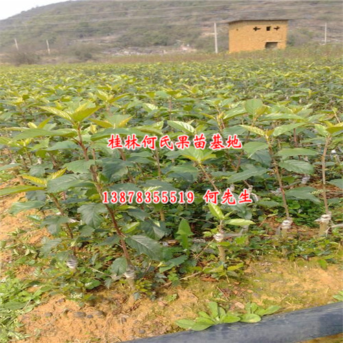 桂林大果山楂苗-桂林大果山楂苗价格