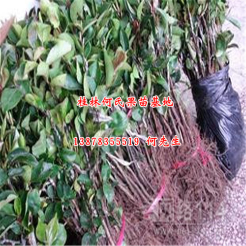 桂林芙蓉玫瑰李苗、桂林芙蓉玫瑰李苗批发