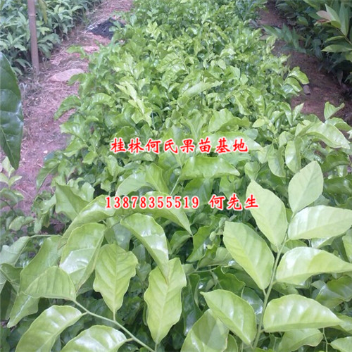 广西果苗-广西无籽黄皮苗-桂林无籽黄皮苗