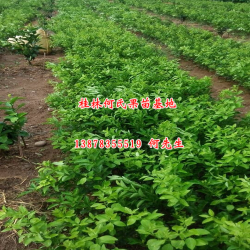 南宁蜜香橙苗价格；钦州蜜香橙苗供应商