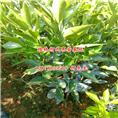 广西沃柑苗-桂林沃柑苗-桂林沃柑苗基地