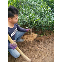 桂林何氏果苗基地-广西沃柑苗哪家**_广西沃柑苗价格哪家优惠 