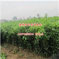 南宁红心蜜柚苗基地，南宁红心蜜柚苗批发