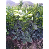 纽荷尔脐橙苗批发，广西平乐苗圃基地 
