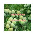 桂林奈李苗\广西奈李苗\广西奈李苗批发