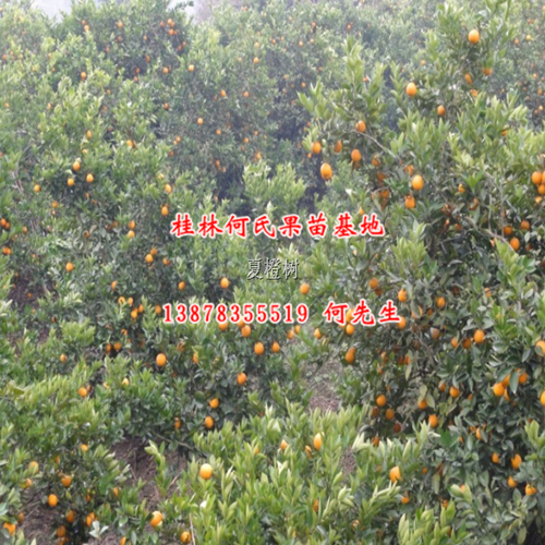 供应夏橙苗，钦州夏橙苗，灵山夏橙苗基地